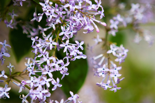 丁香花