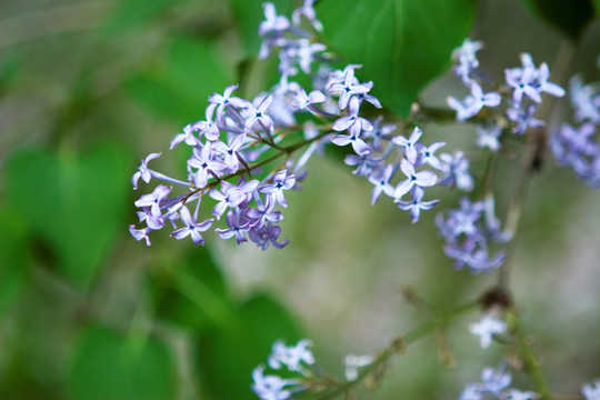 丁香花