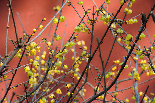 蜡梅花