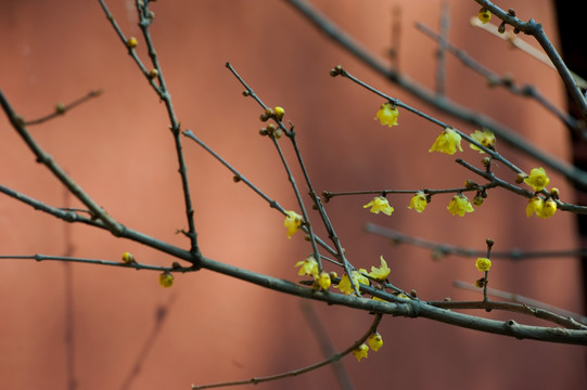 蜡梅