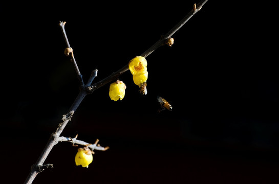 蜡梅与小蜜蜂