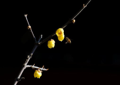 蜡梅与小蜜蜂