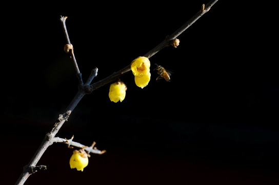 蜡梅与小蜜蜂