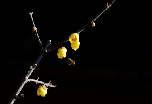 蜡梅与小蜜蜂