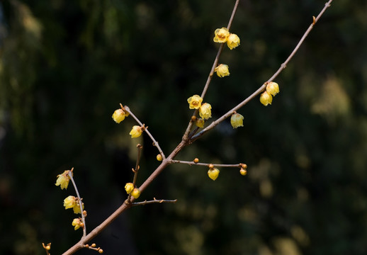 蜡梅