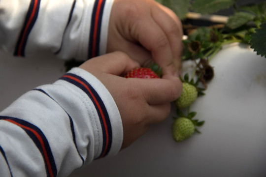 小手摘草莓