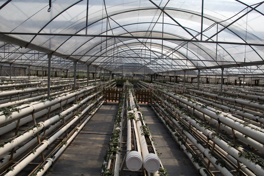现代农业草莓蔬菜大棚种植