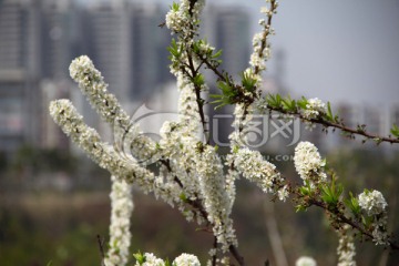 春回大地李花枝