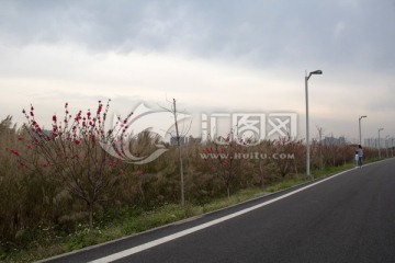 踏春 桃花 路灯 绿道