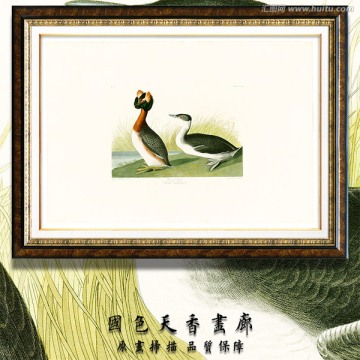 地中海鳥類油畫 高清品質(zhì)
