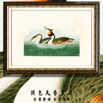 高清鸟类油画 画廊品质