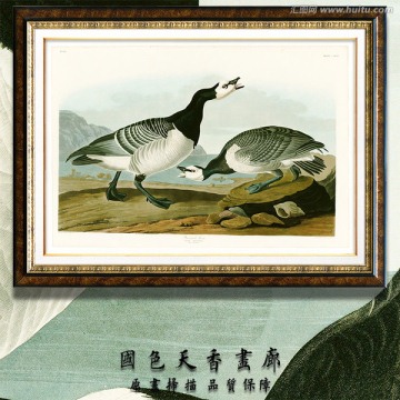 高清鸟类油画 画廊品质