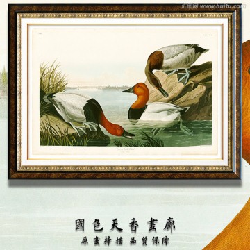 高清鸟类油画 画廊品质