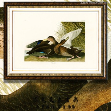 野鴨 高清鳥類油畫 畫廊品質