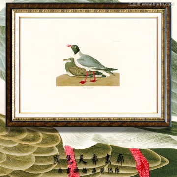 鸟类图片 高清油画