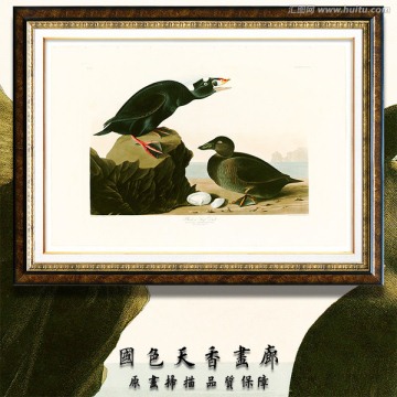 鳥類圖片 高清油畫