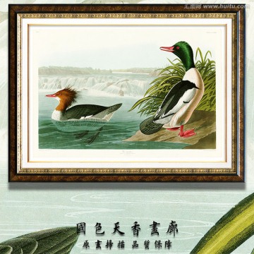 美麗的鳥類 手繪高清