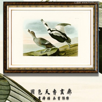 美麗的鳥(niǎo)類(lèi) 手繪高清