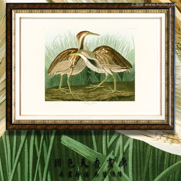 鹭鸶 鸟类油画 高清扫描图片