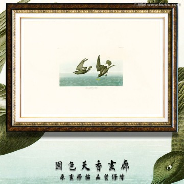 美麗的鳥類 手繪高清
