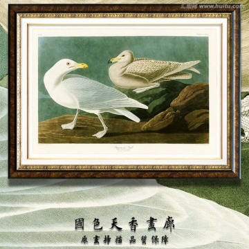 鳥類油畫 高清掃描圖片