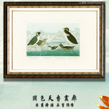 鸟类大图 画廊高清品质