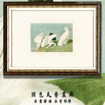 鳥類圣經(jīng) 高清掃描圖片