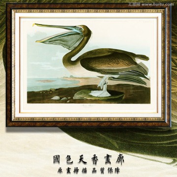 鵜鶘 鳥類圣經(jīng) 高清掃描圖片