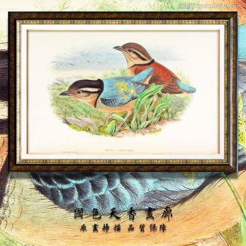歐美手繪花鳥油畫