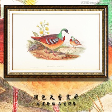 高清歐式手繪鳥類 畫廊品質(zhì)