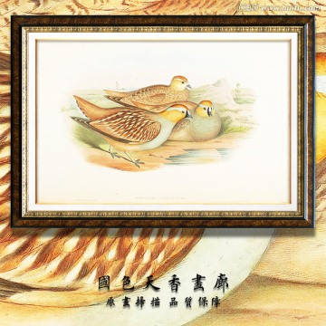 高清欧式手绘鸟类 画廊品质