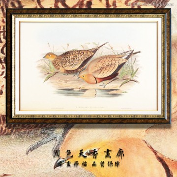 高清欧式手绘鸟类 画廊品质