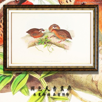 高清鳥(niǎo)類水彩裝飾畫(huà) 畫(huà)廊品質(zhì)
