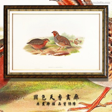 高清鸟类水彩装饰画 画廊品质