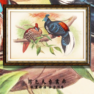 高清鳥類水彩裝飾畫 畫廊品質(zhì)
