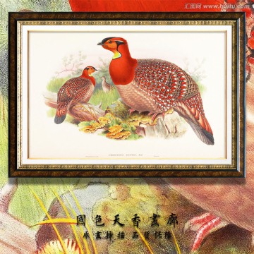 高清花鳥 畫廊品質(zhì)