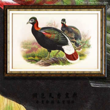 高清花鳥 畫廊品質(zhì)