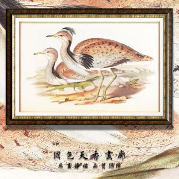 高清花鳥 畫廊品質(zhì)
