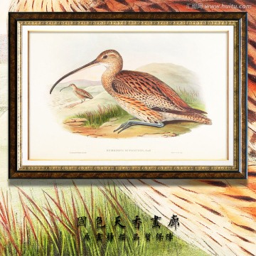 高清花鳥(niǎo) 畫(huà)廊品質(zhì)