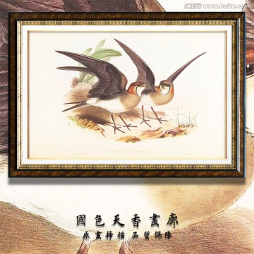 高清花鳥 畫廊品質(zhì)