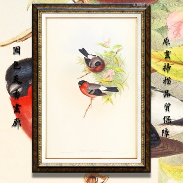 高清花鳥(niǎo)油畫(huà) 畫(huà)廊專用