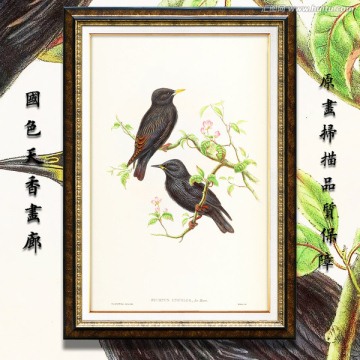 高清花鳥(niǎo)油畫(huà) 畫(huà)廊專用