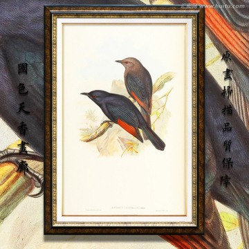 高清花鳥油畫 畫廊專用