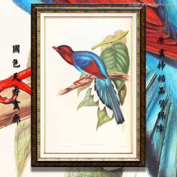 高清花鳥油畫 畫廊專用