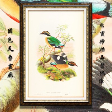 鳥(niǎo)經(jīng) 高清品質(zhì)