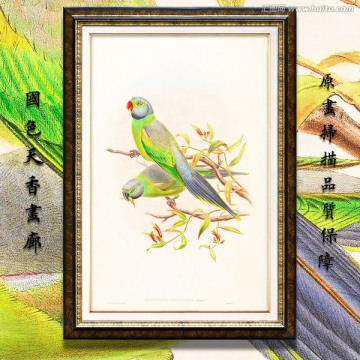鸚鵡 古典花鳥油畫 畫廊品質(zhì)