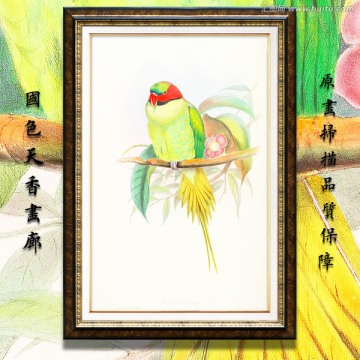 鸚鵡 古典花鳥(niǎo)油畫(huà) 畫(huà)廊品質(zhì)
