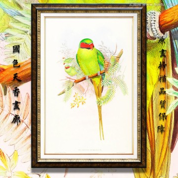鸚鵡 古典花鳥油畫 畫廊品質(zhì)