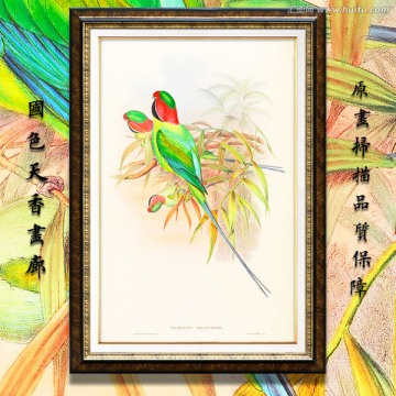 鸚鵡 古典花鳥油畫 畫廊品質(zhì)