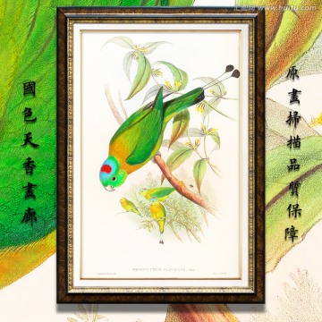 鹦鹉 古典花鸟油画 画廊品质